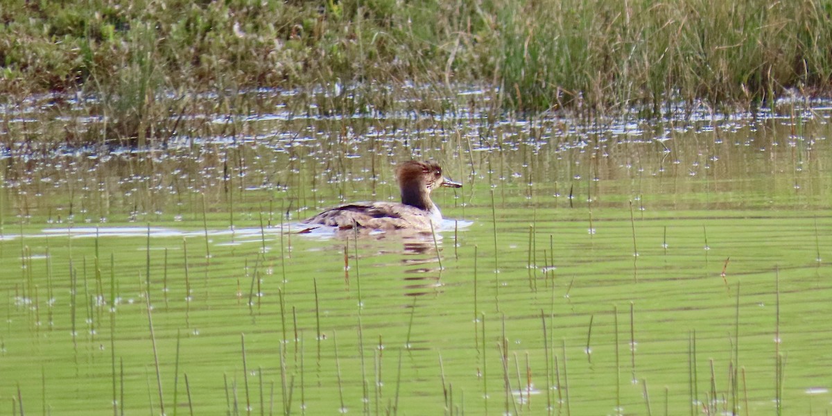 Hooded Merganser - ML545311461