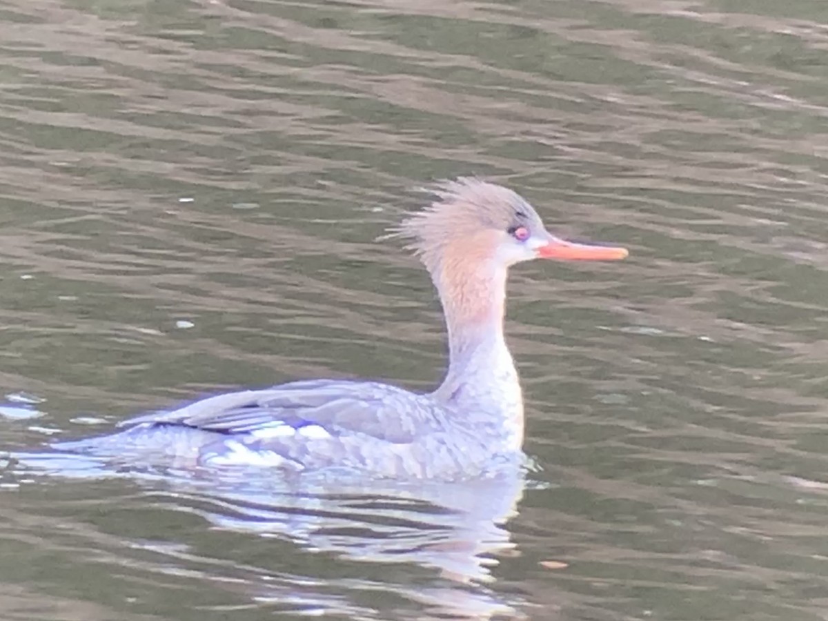 Сэвгэр бохио - ML545312531