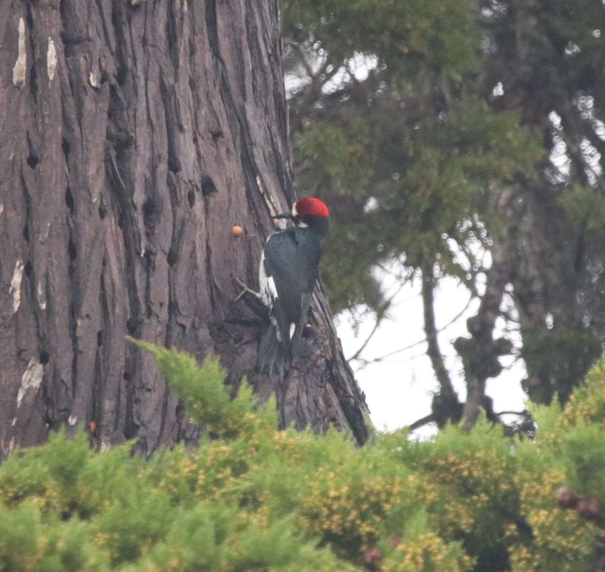 Acorn Woodpecker - ML545313331