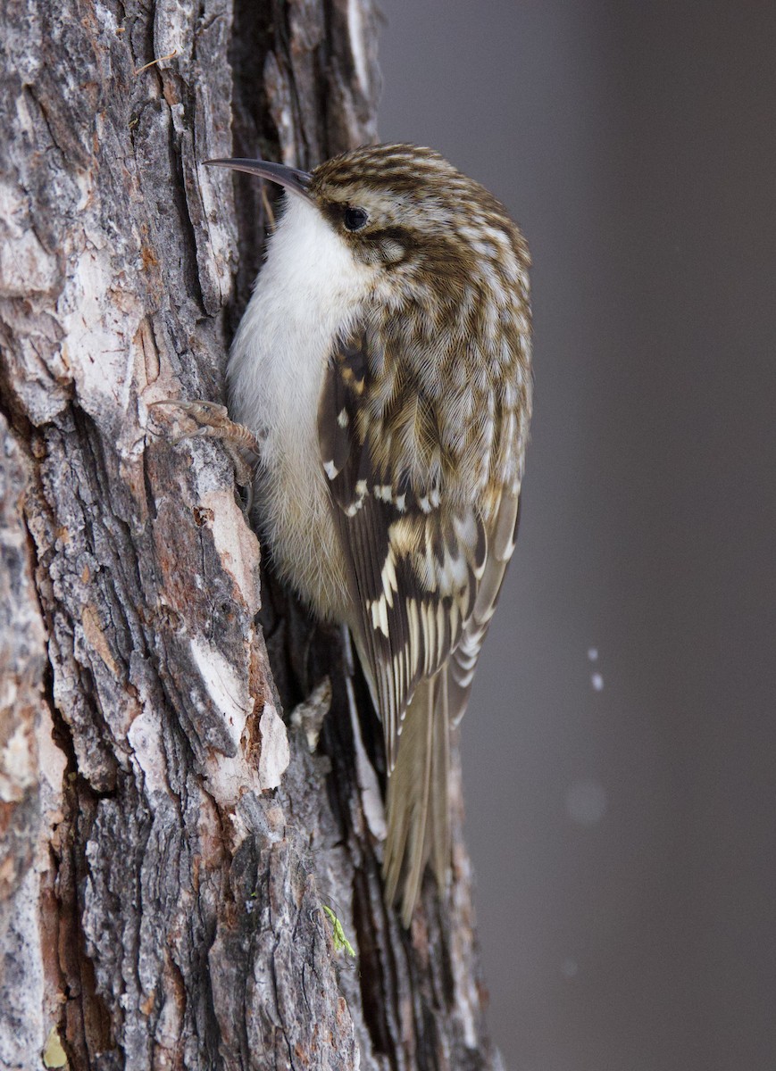 Brown Creeper - ML545314631