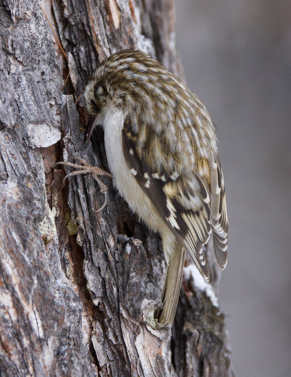 Brown Creeper - ML545314651