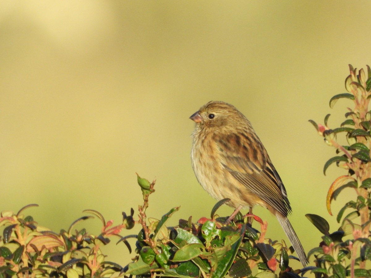 Plain-colored Seedeater - ML545315031