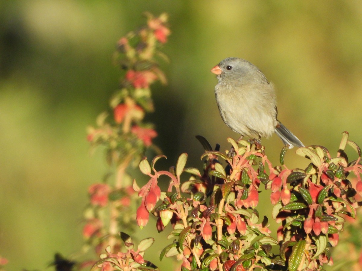 Plain-colored Seedeater - ML545315081