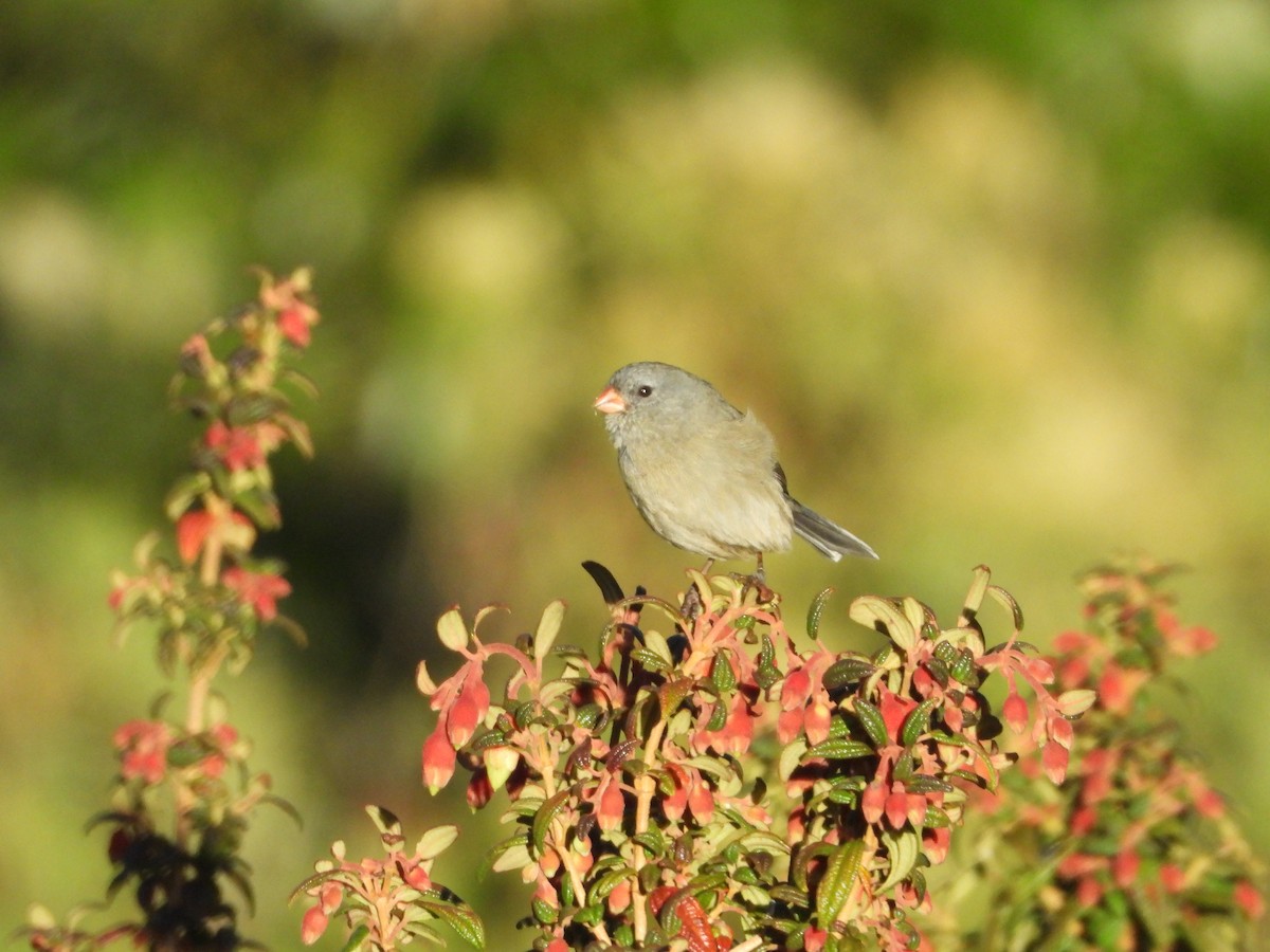 Plain-colored Seedeater - ML545315091