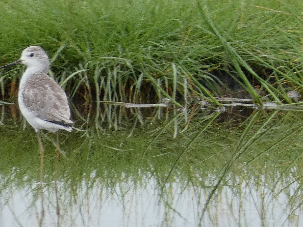 Marsh Sandpiper - ML545315271