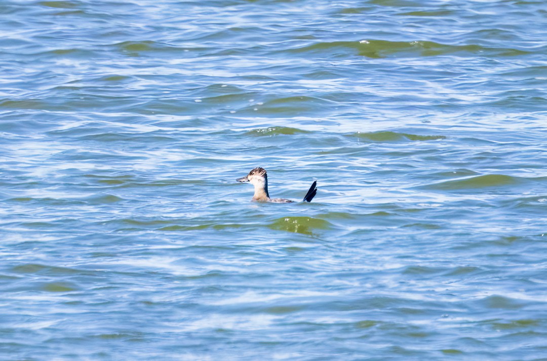 Ruddy Duck - ML545315331