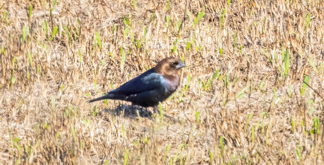 Brown-headed Cowbird - ML545315381