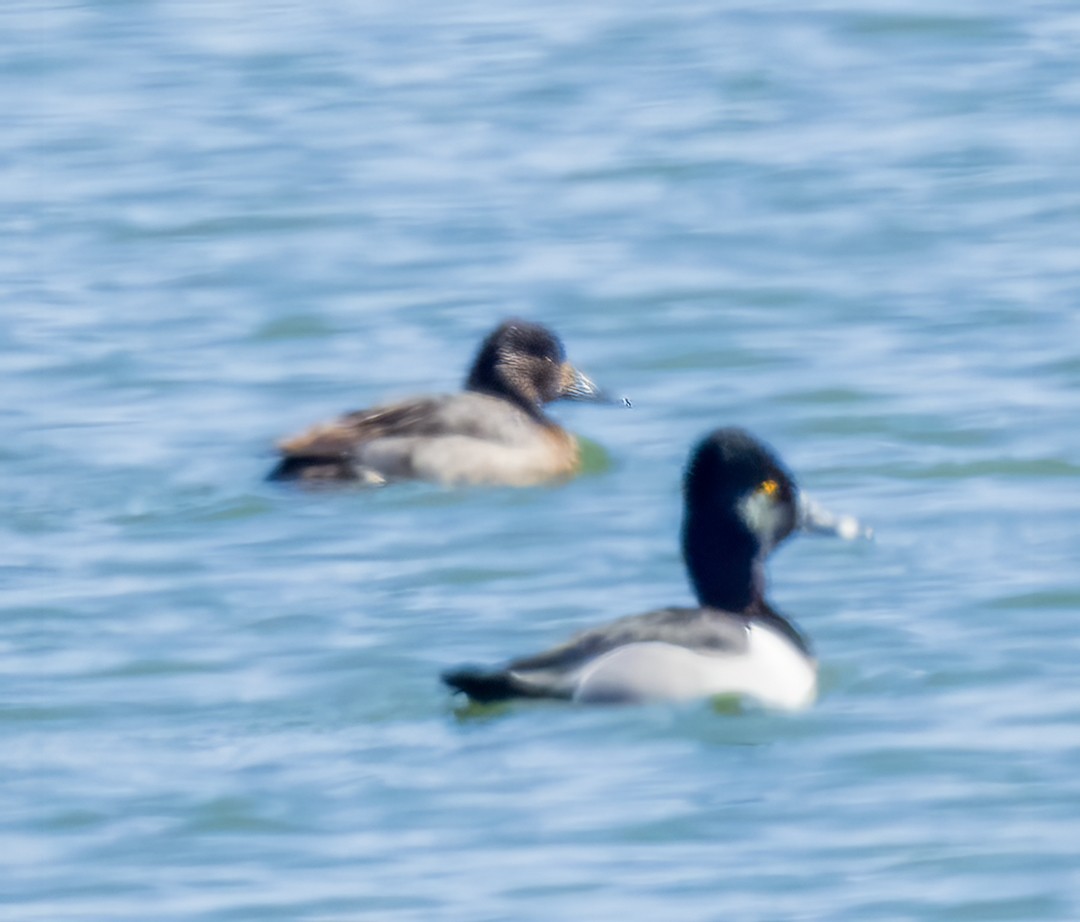 Ring-necked Duck - ML545315521