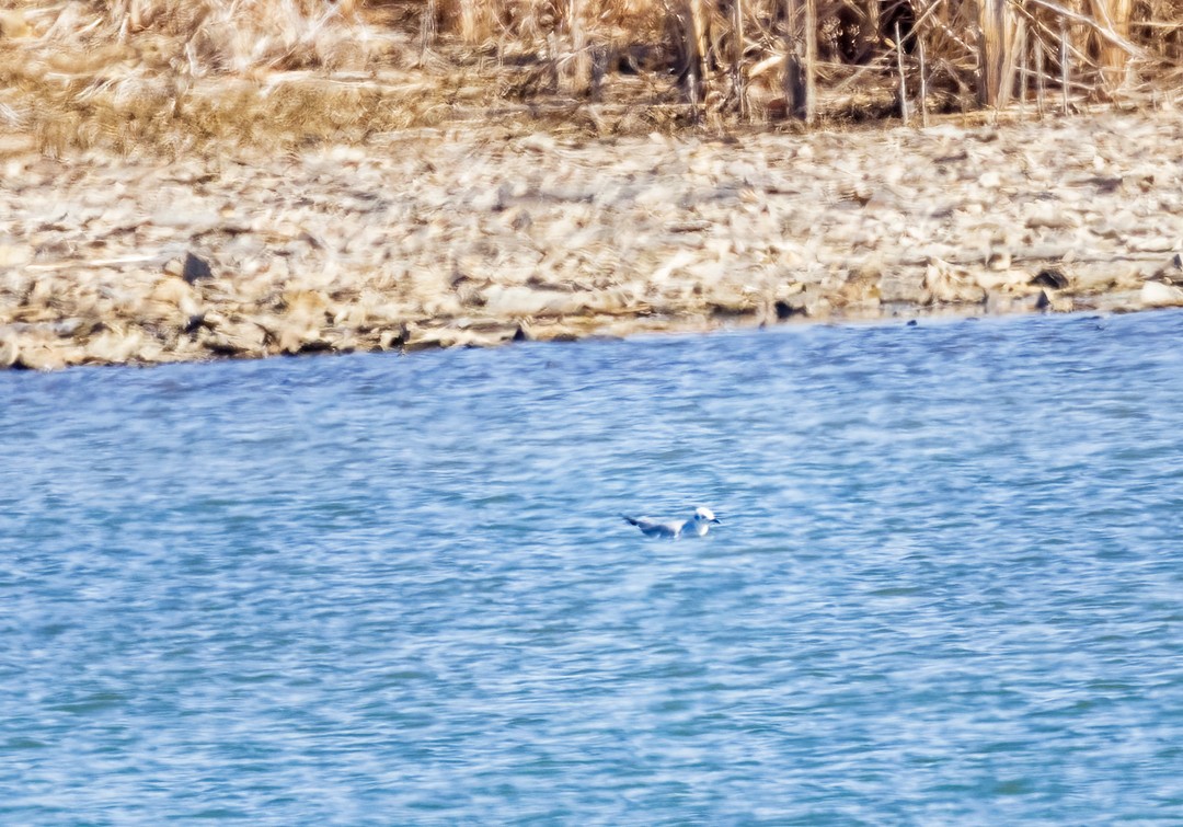 Bonaparte's Gull - ML545315731