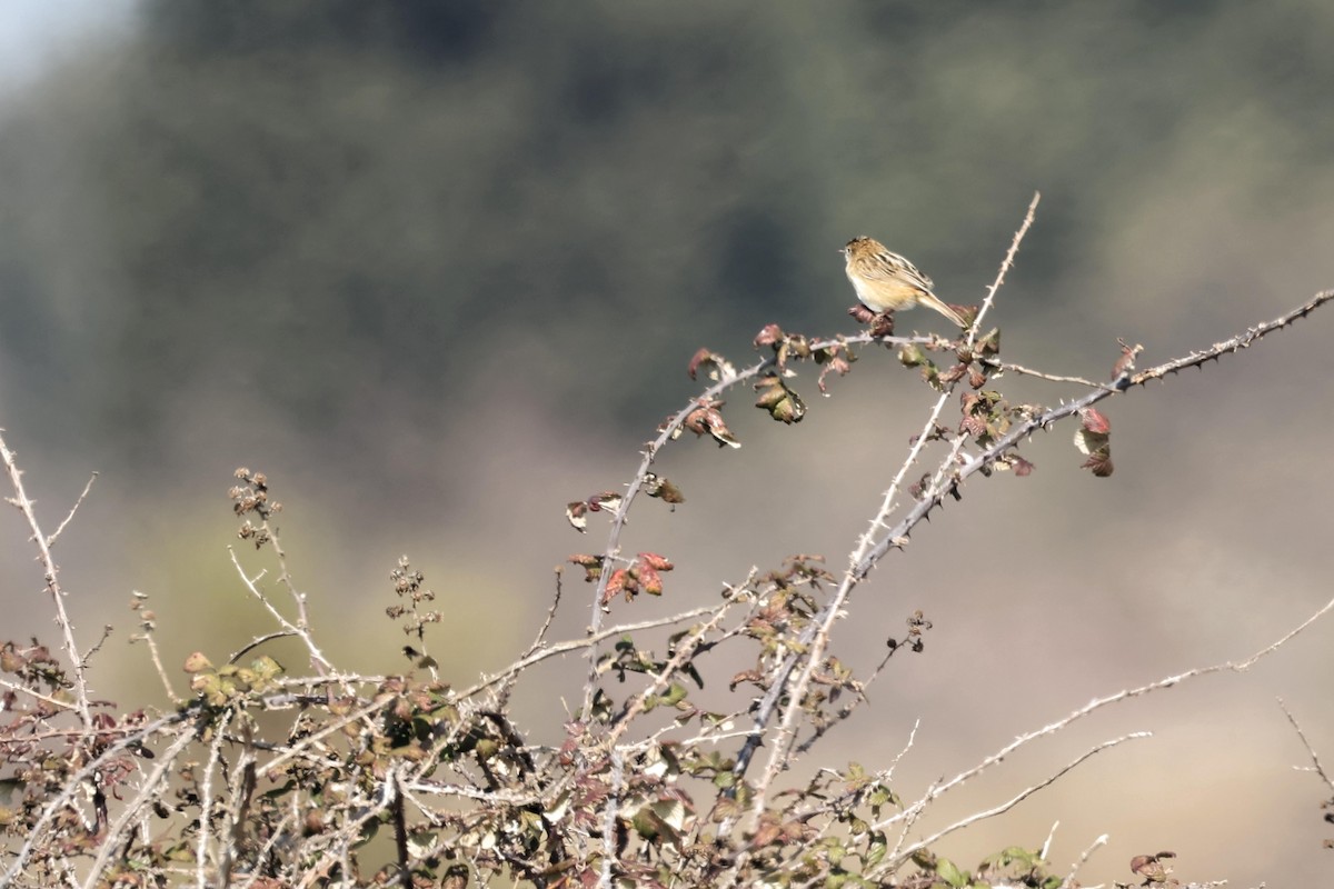 Zitting Cisticola - ML545317331