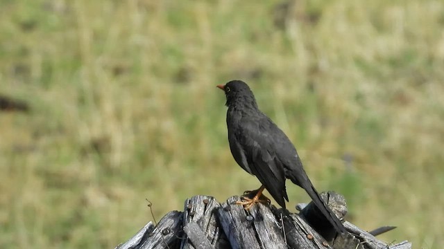 Great Thrush - ML545319421