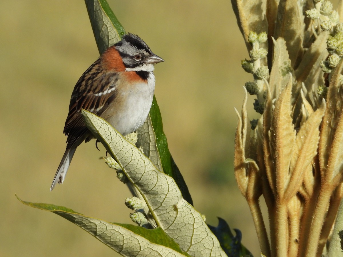Rufous-collared Sparrow - ML545319481
