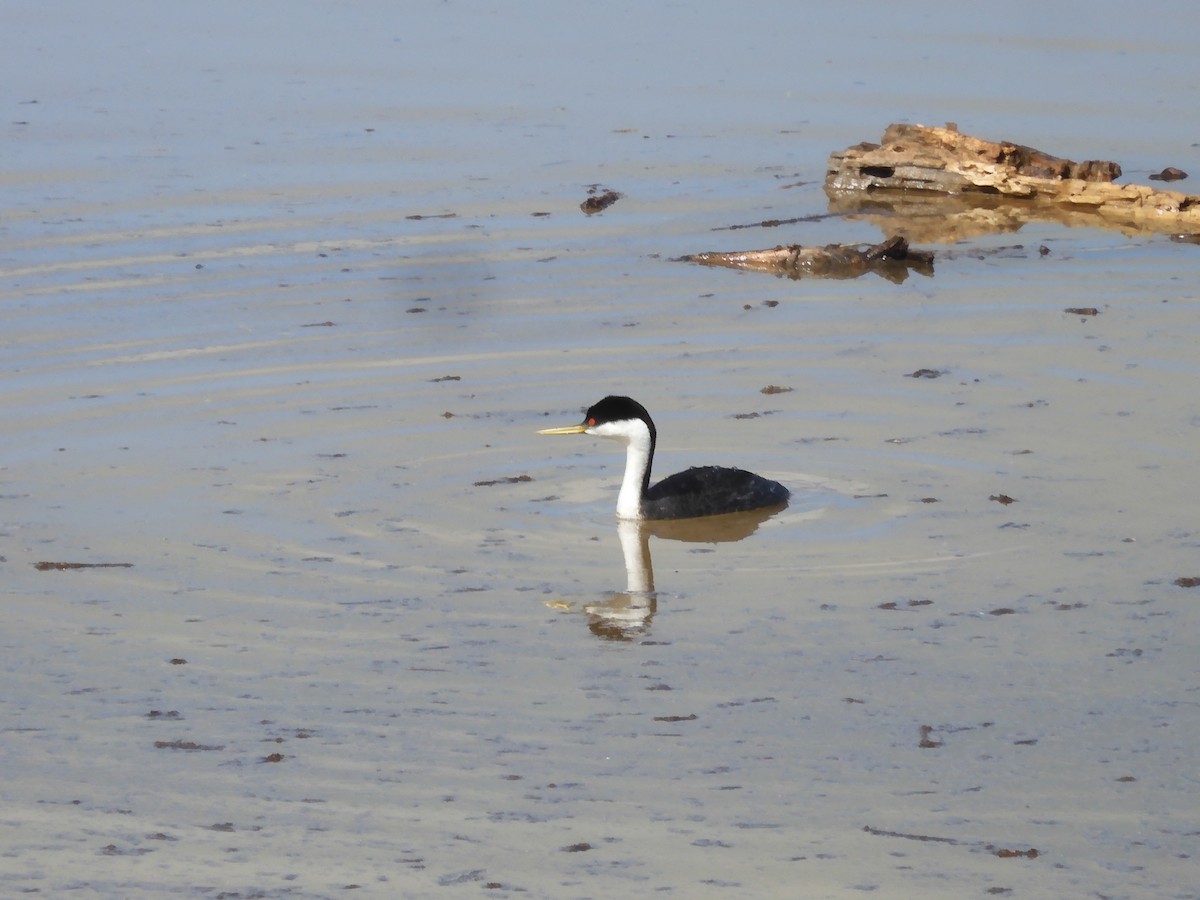 Western Grebe - Nancy Bruce