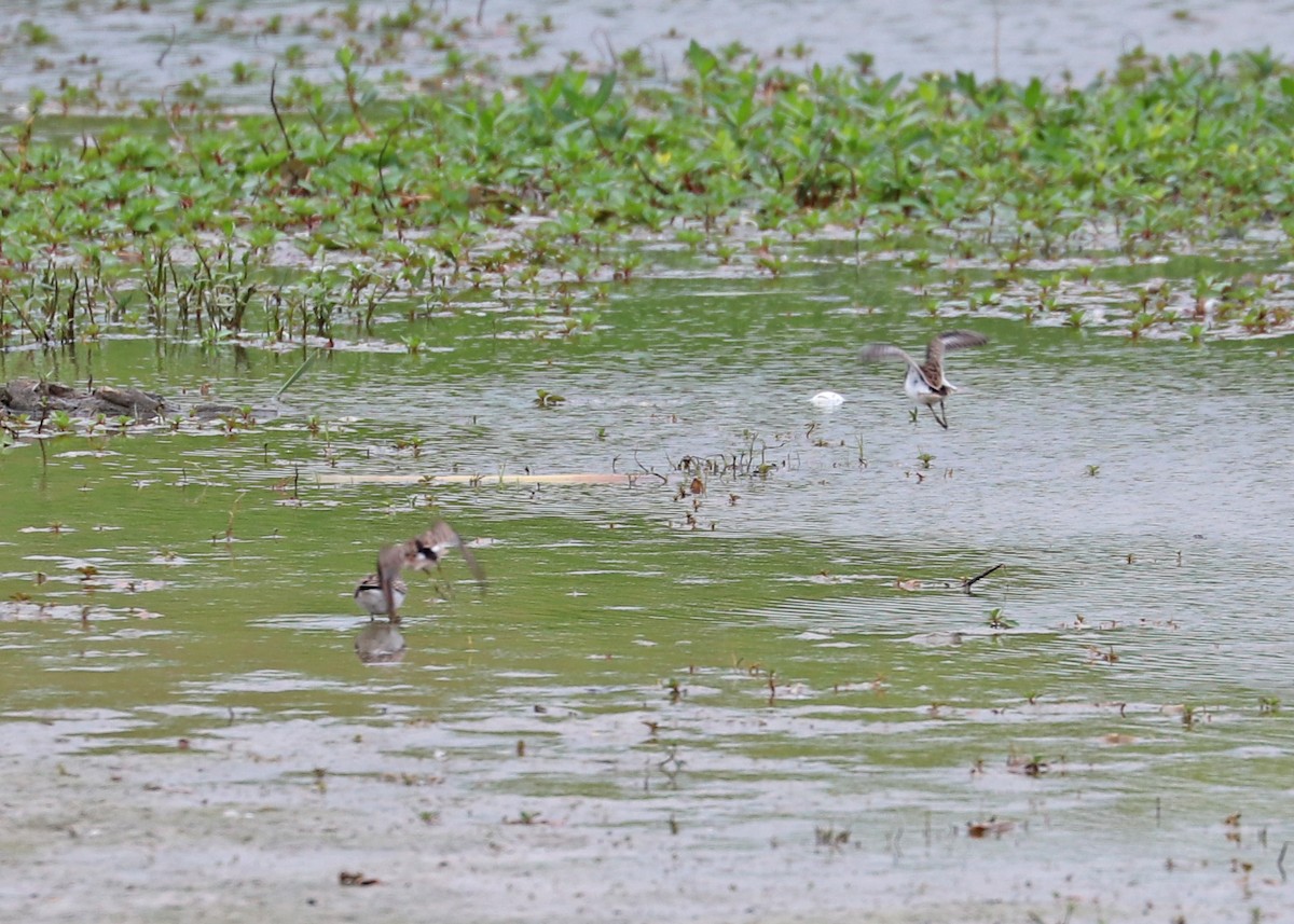 Least Sandpiper - ML545320041