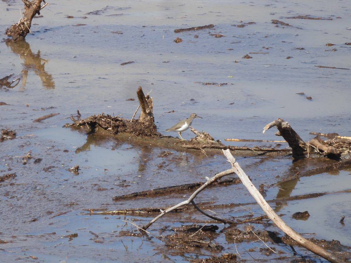 Spotted Sandpiper - ML545320051