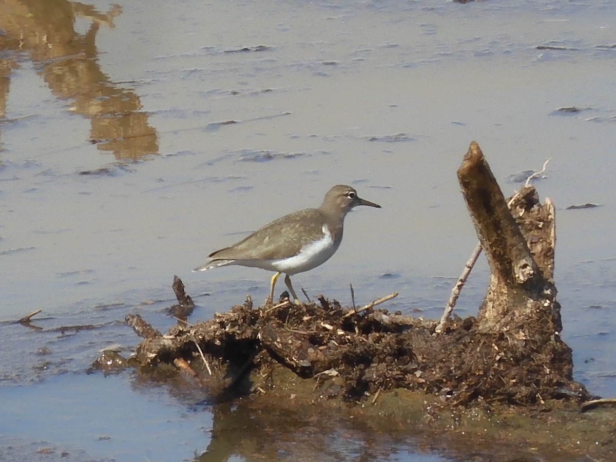 Spotted Sandpiper - Nancy Bruce