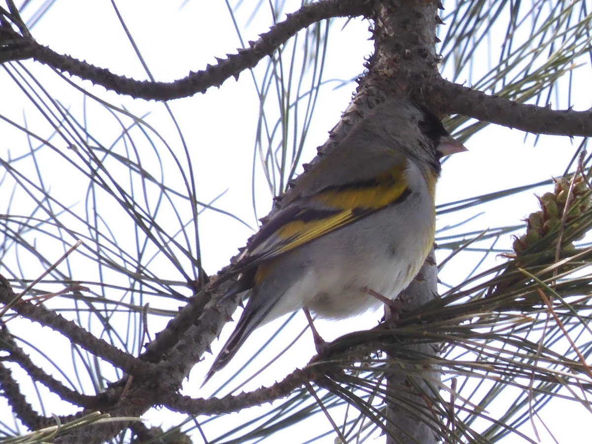 Lawrence's Goldfinch - Nancy Bruce