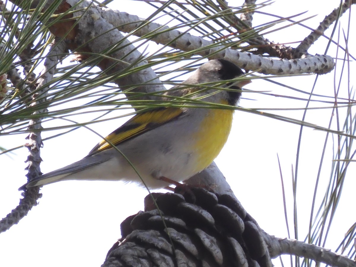 Lawrence's Goldfinch - Nancy Bruce