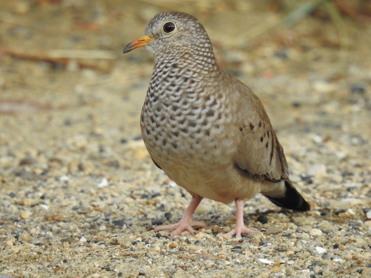 Common Ground Dove - Leandro Niebles Puello