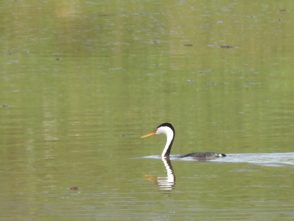 Clark's Grebe - Nancy Bruce