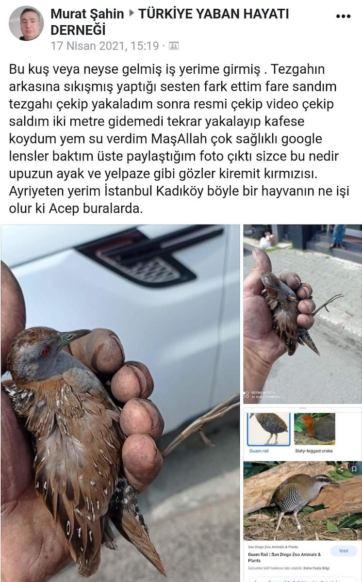 Оодон түнжүүр - ML545322231