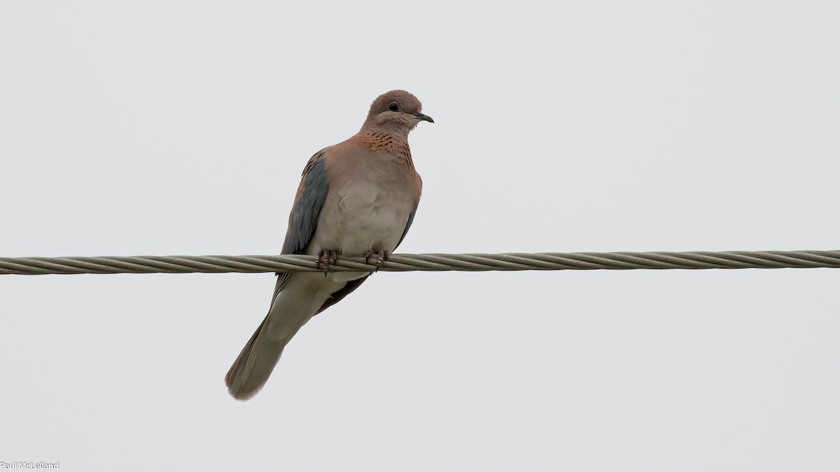 Laughing Dove - ML545325111