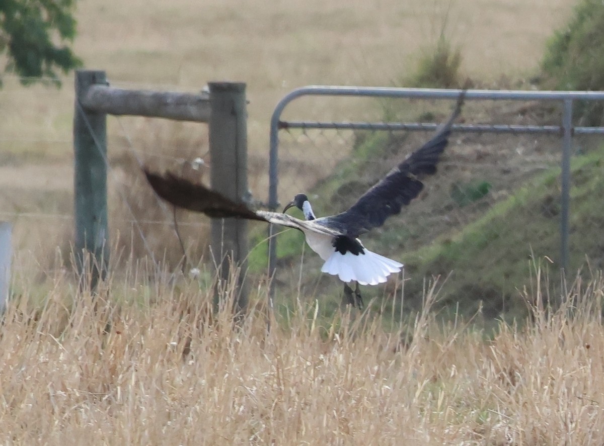 Straw-necked Ibis - ML545325551