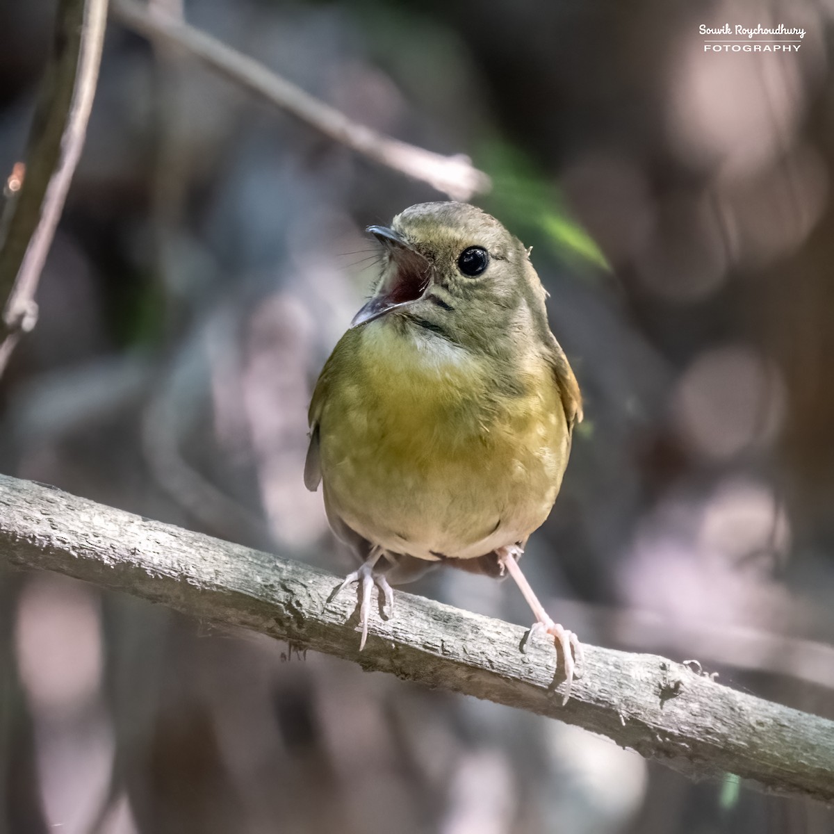 Snowy-browed Flycatcher - ML545326251