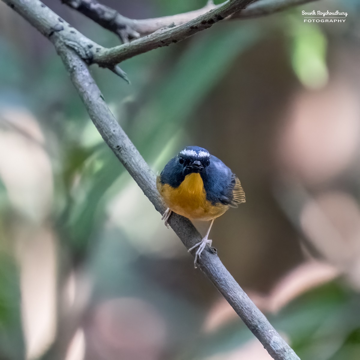 Snowy-browed Flycatcher - ML545326271