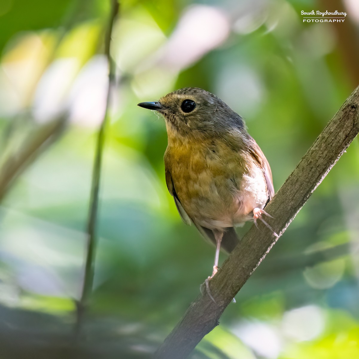 Snowy-browed Flycatcher - ML545326291