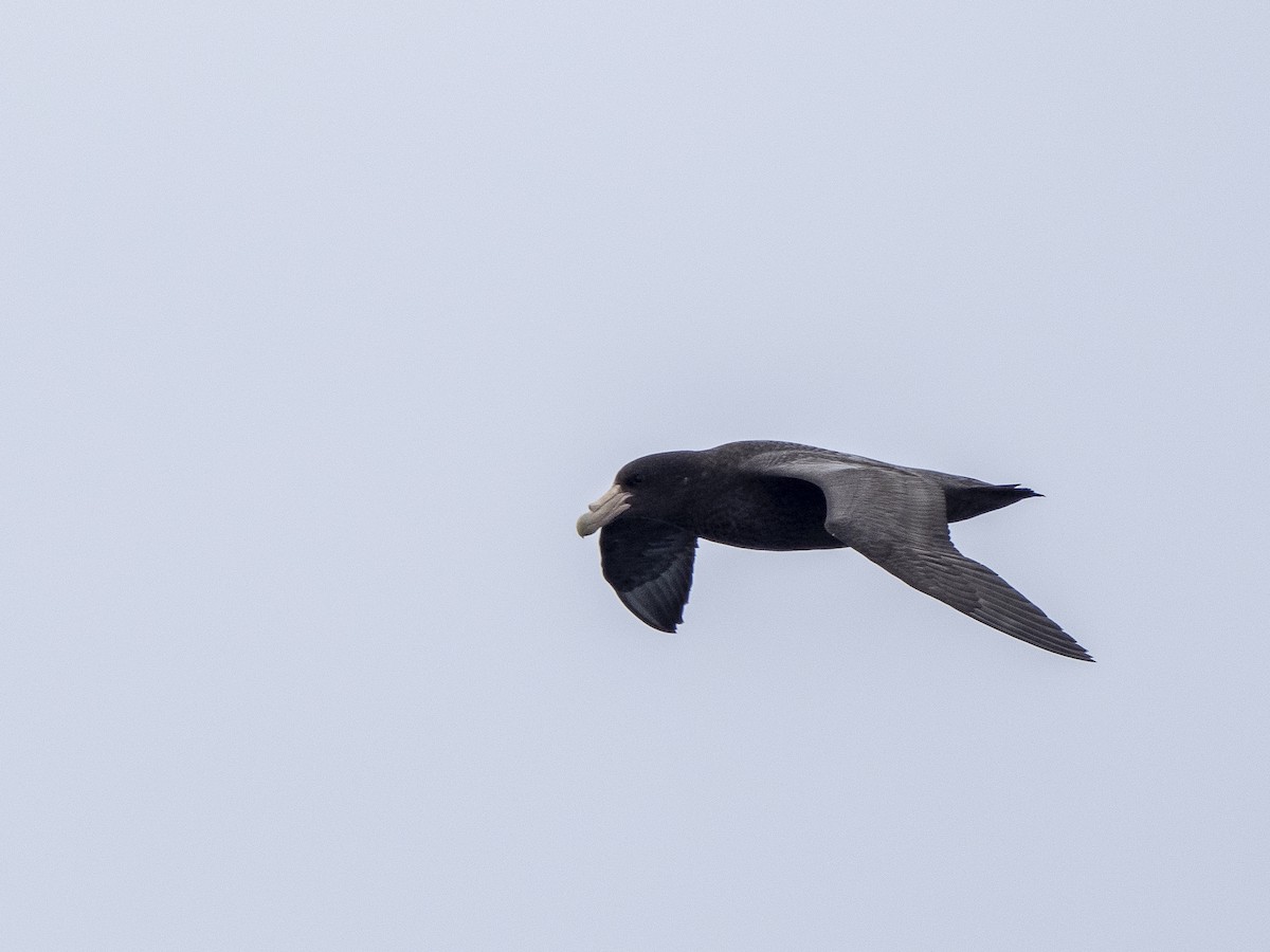 Southern Giant-Petrel - ML545326541