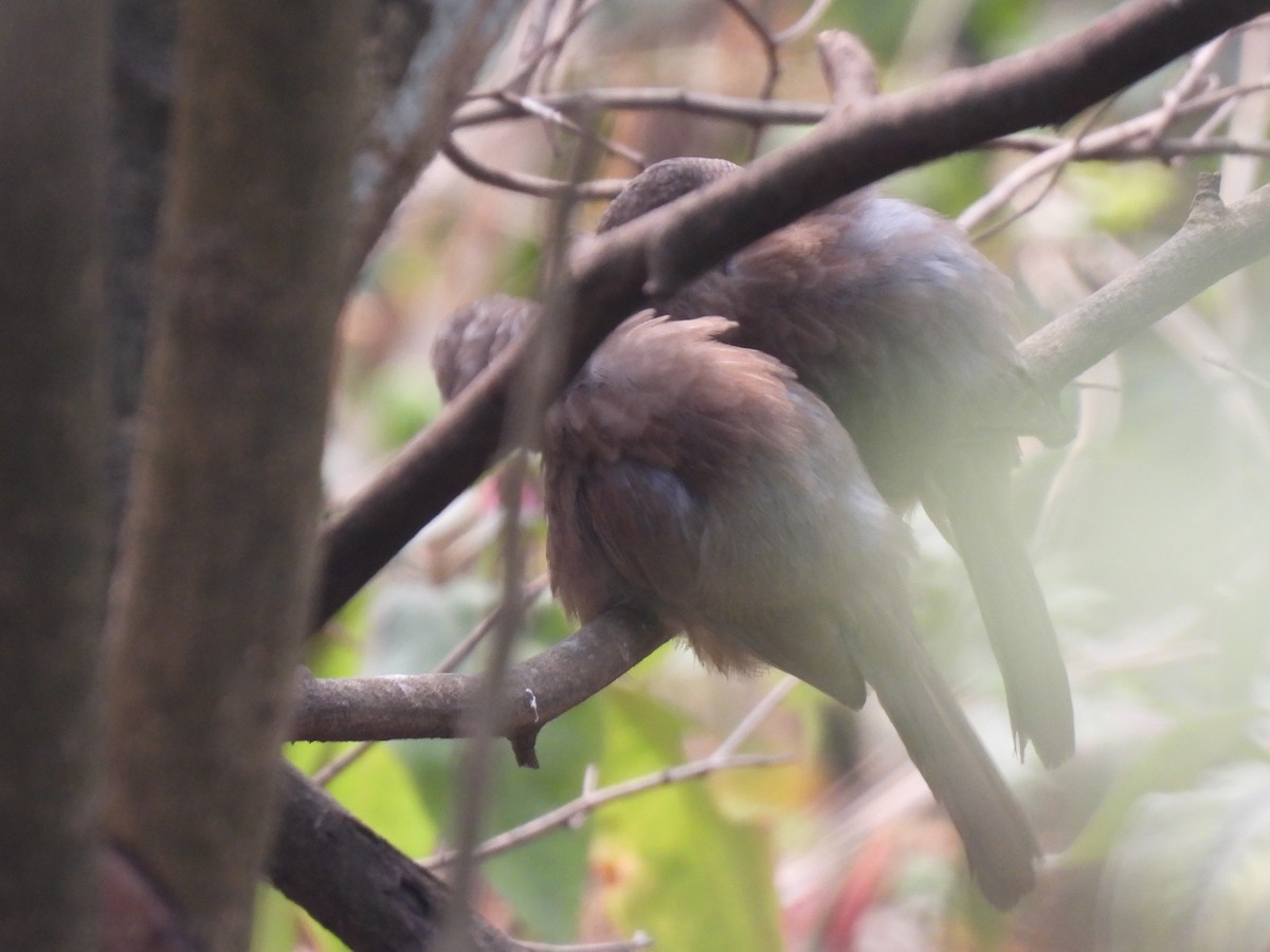 Jungle Babbler - ML545326971