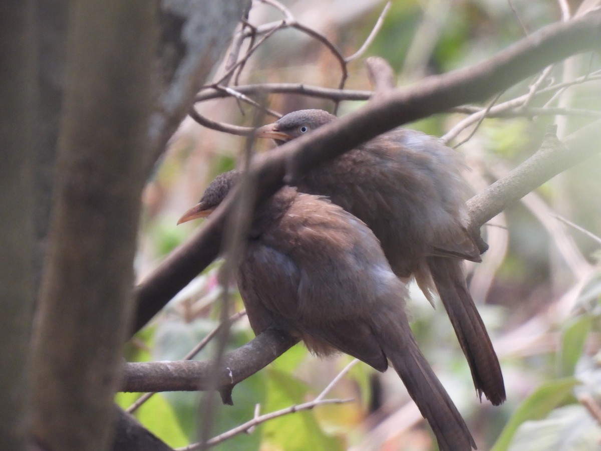 Jungle Babbler - ML545326991