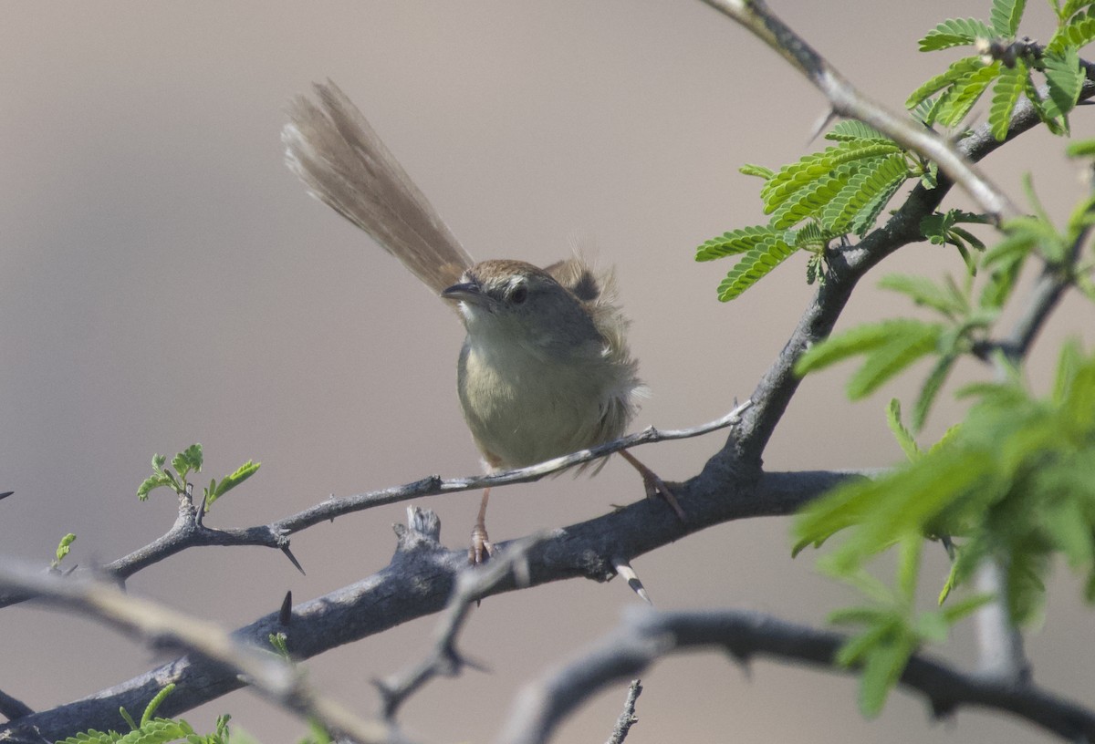 Plain Prinia - ML545328111