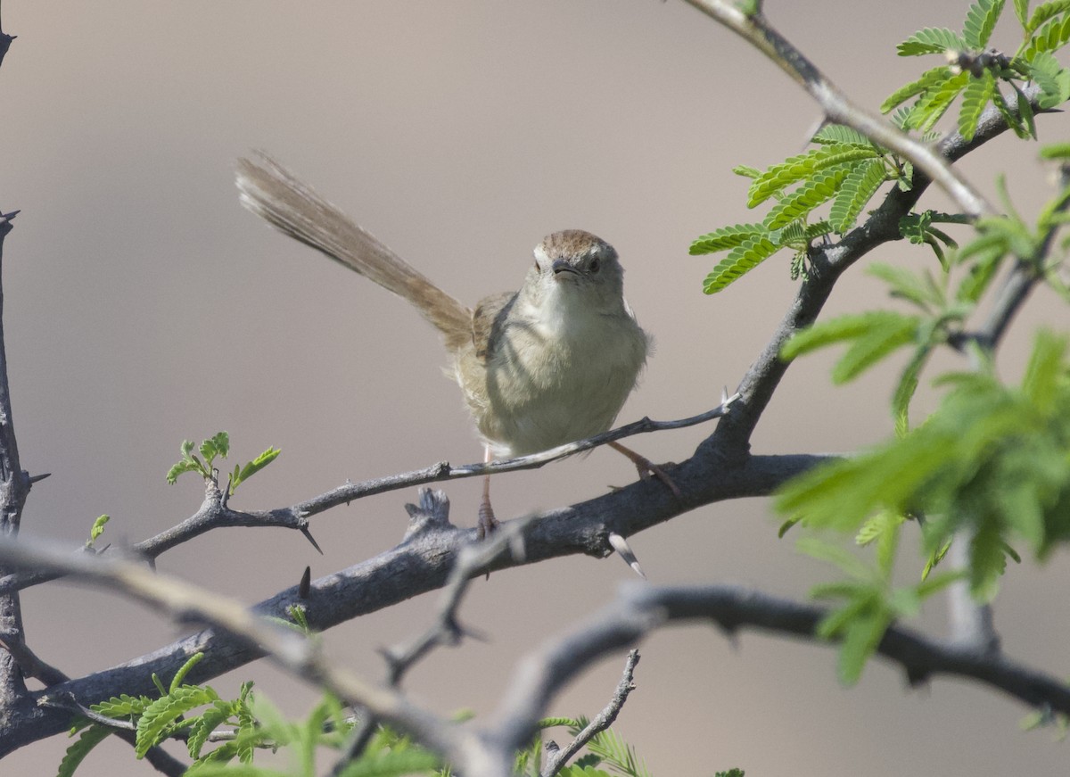 Plain Prinia - ML545328161