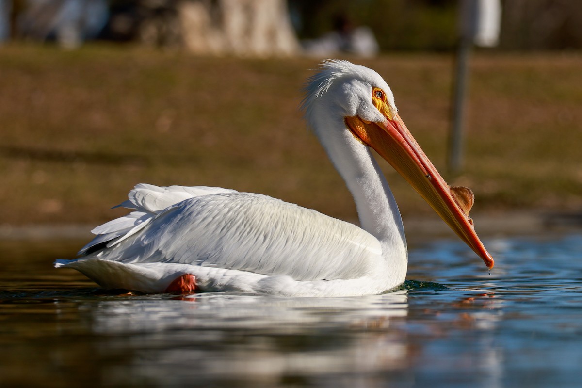 American White Pelican - ML545329971