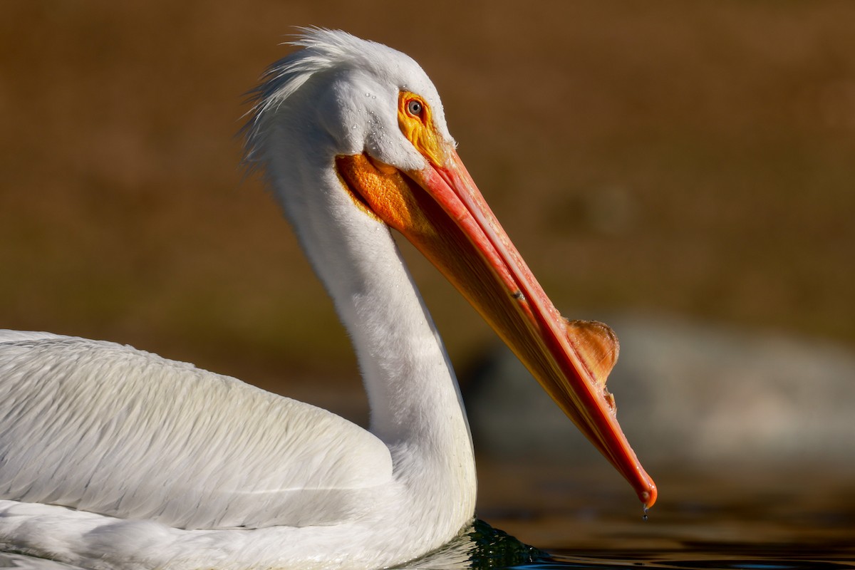 American White Pelican - Joey McCracken