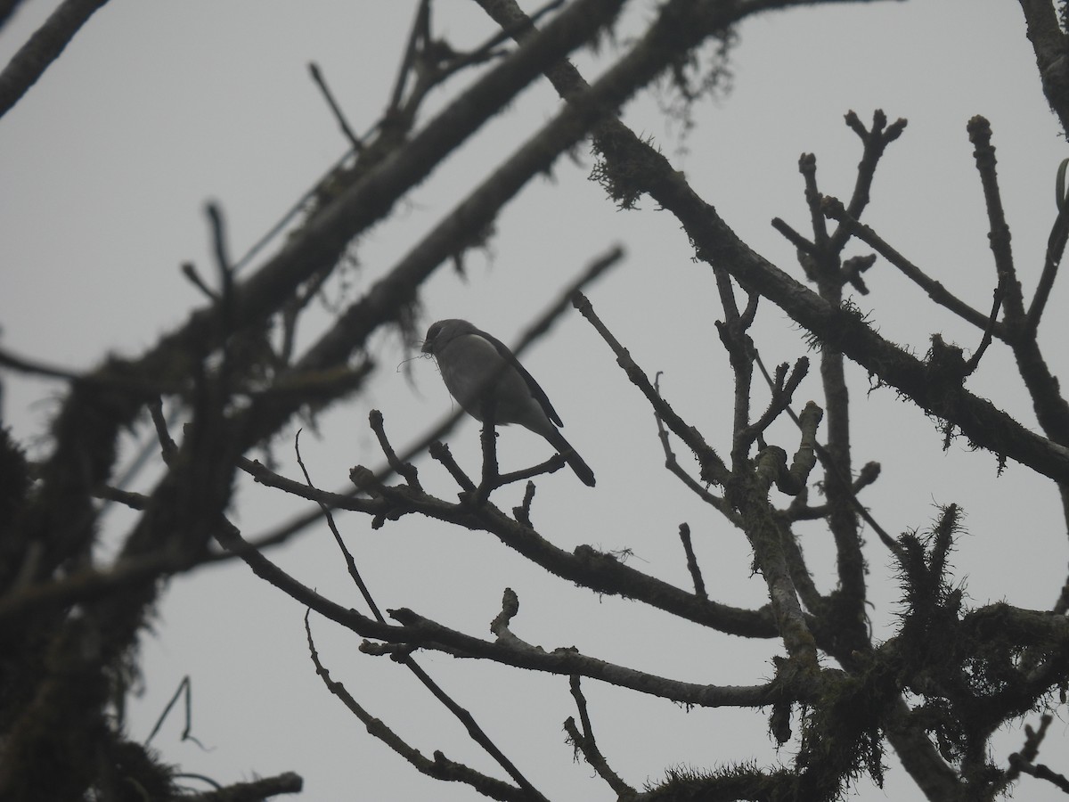 Brown Bullfinch - ML545330751