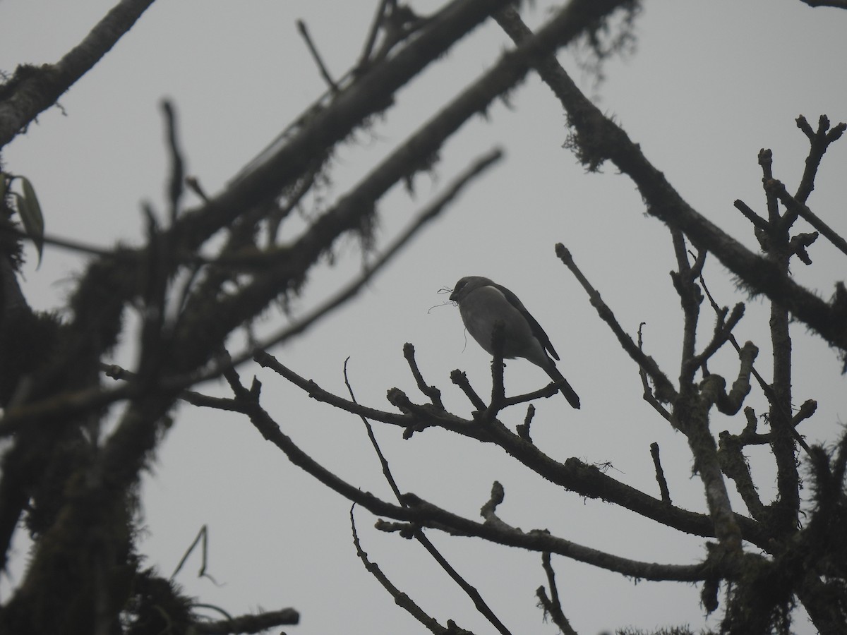 Brown Bullfinch - ML545330761