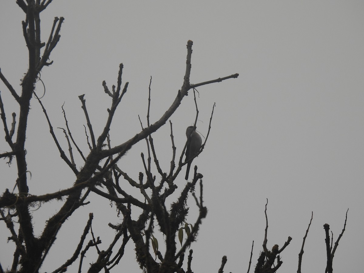 Brown Bullfinch - ML545330791