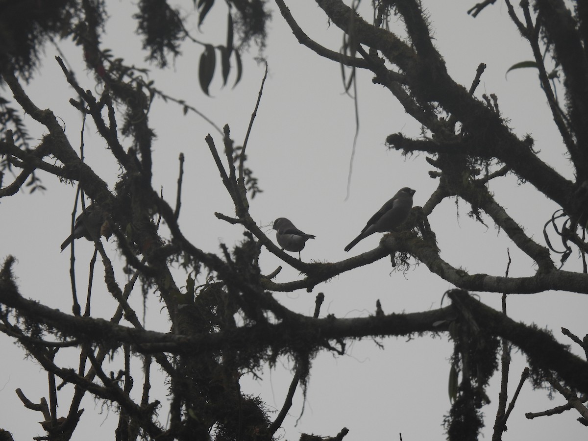 Brown Bullfinch - ML545330801