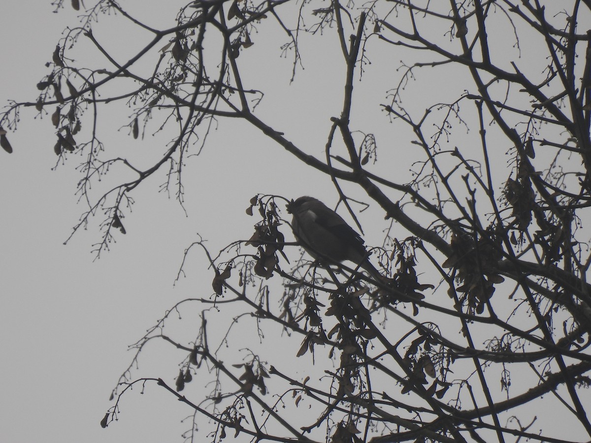 Brown Bullfinch - ML545331121