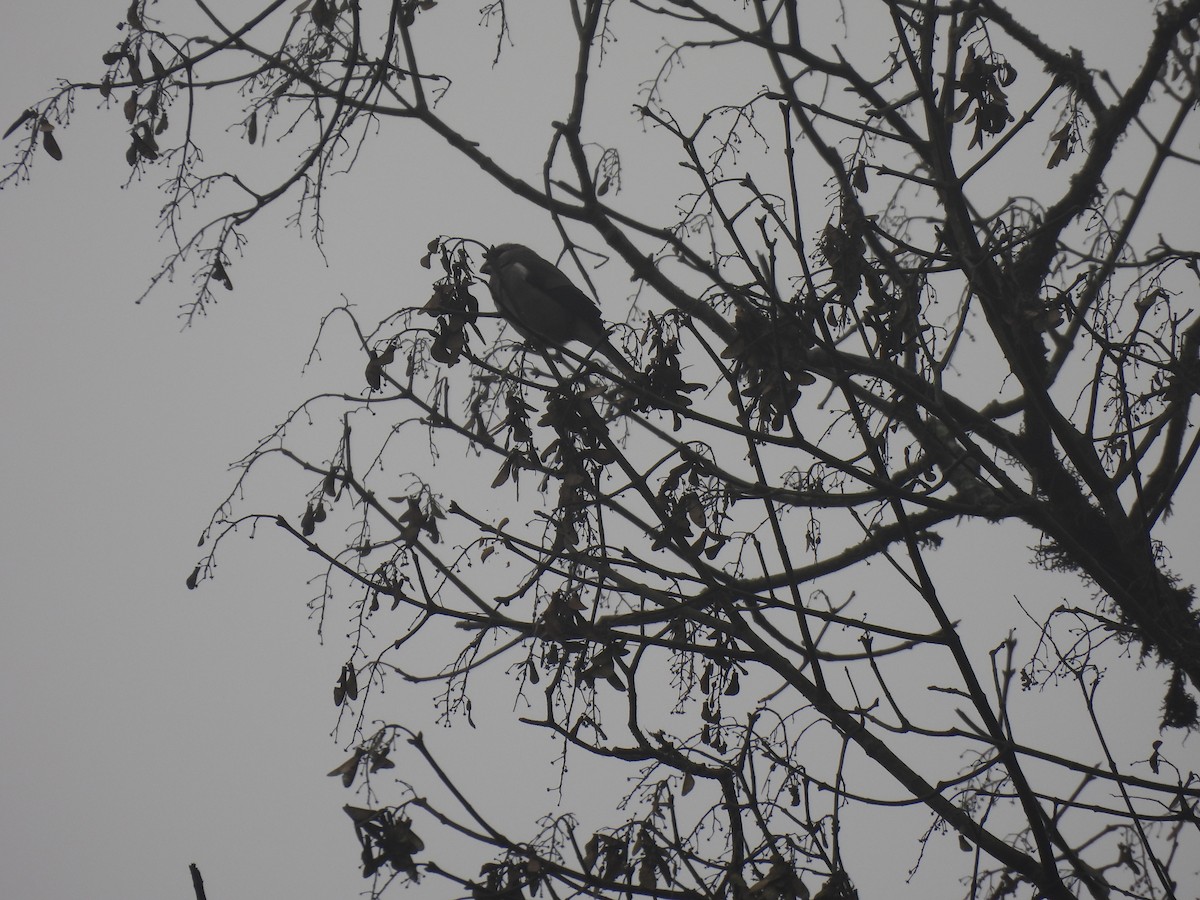 Brown Bullfinch - ML545331131