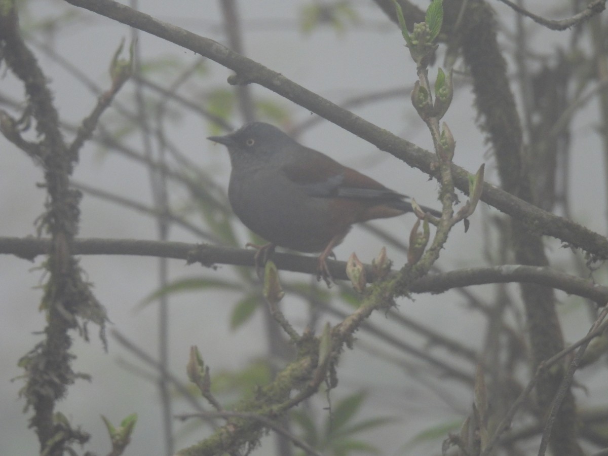 Maroon-backed Accentor - ML545331251