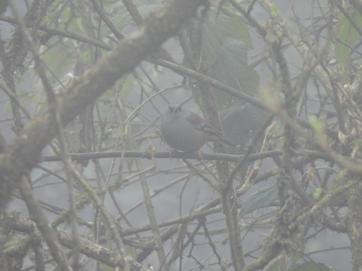 Maroon-backed Accentor - ML545331271