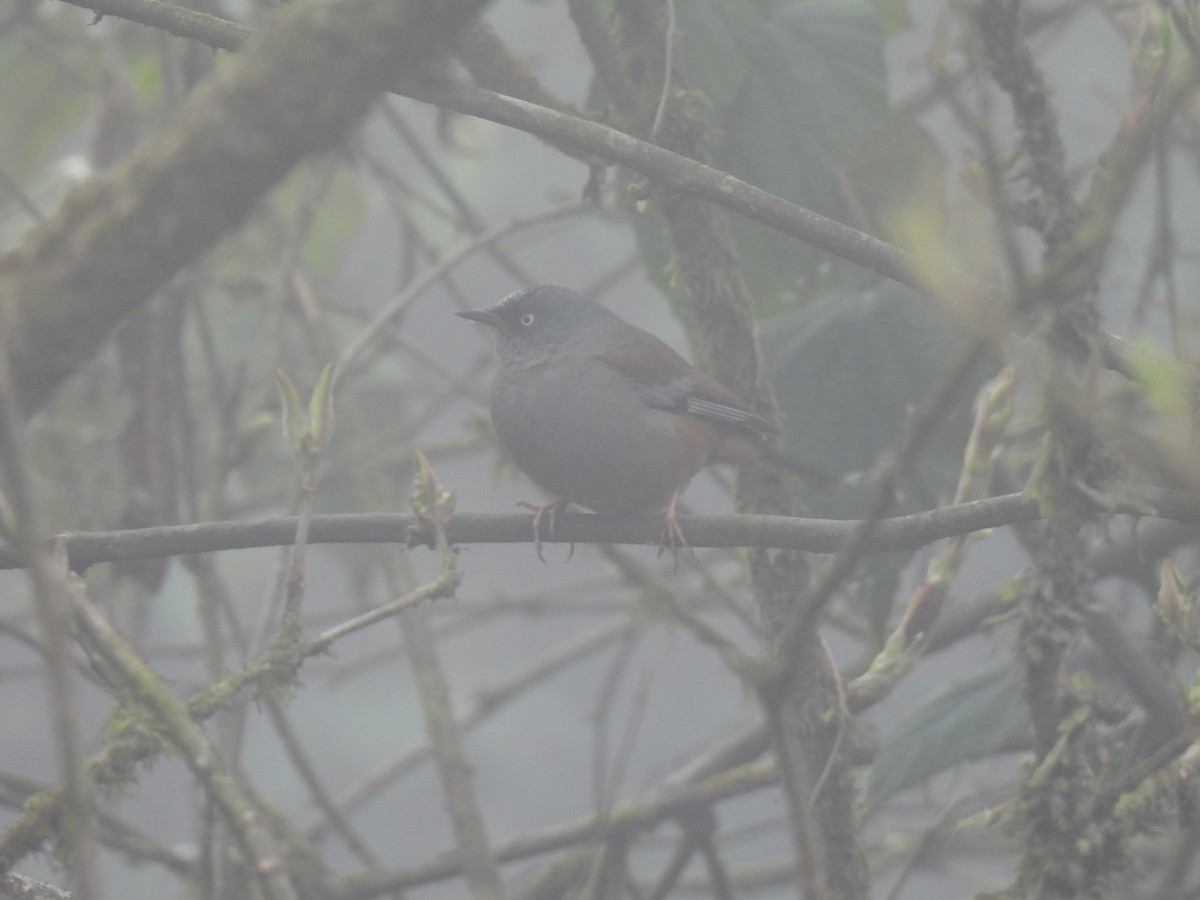 Maroon-backed Accentor - ML545331291