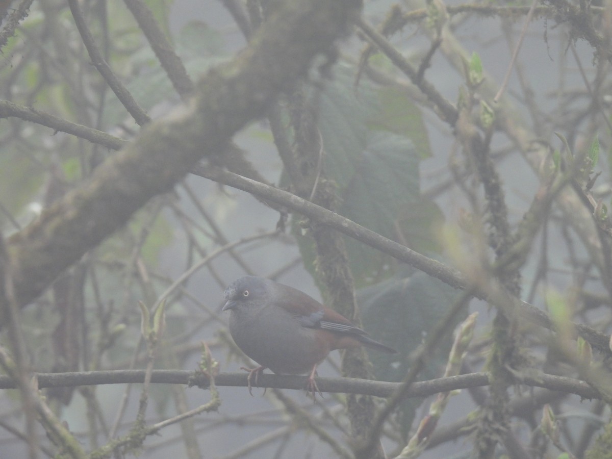 Maroon-backed Accentor - ML545331301