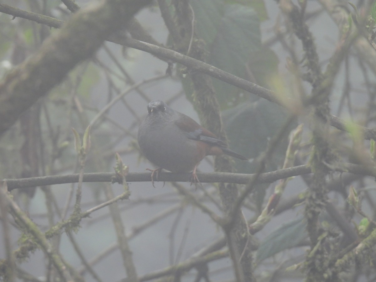 Maroon-backed Accentor - Kalyani Kapdi