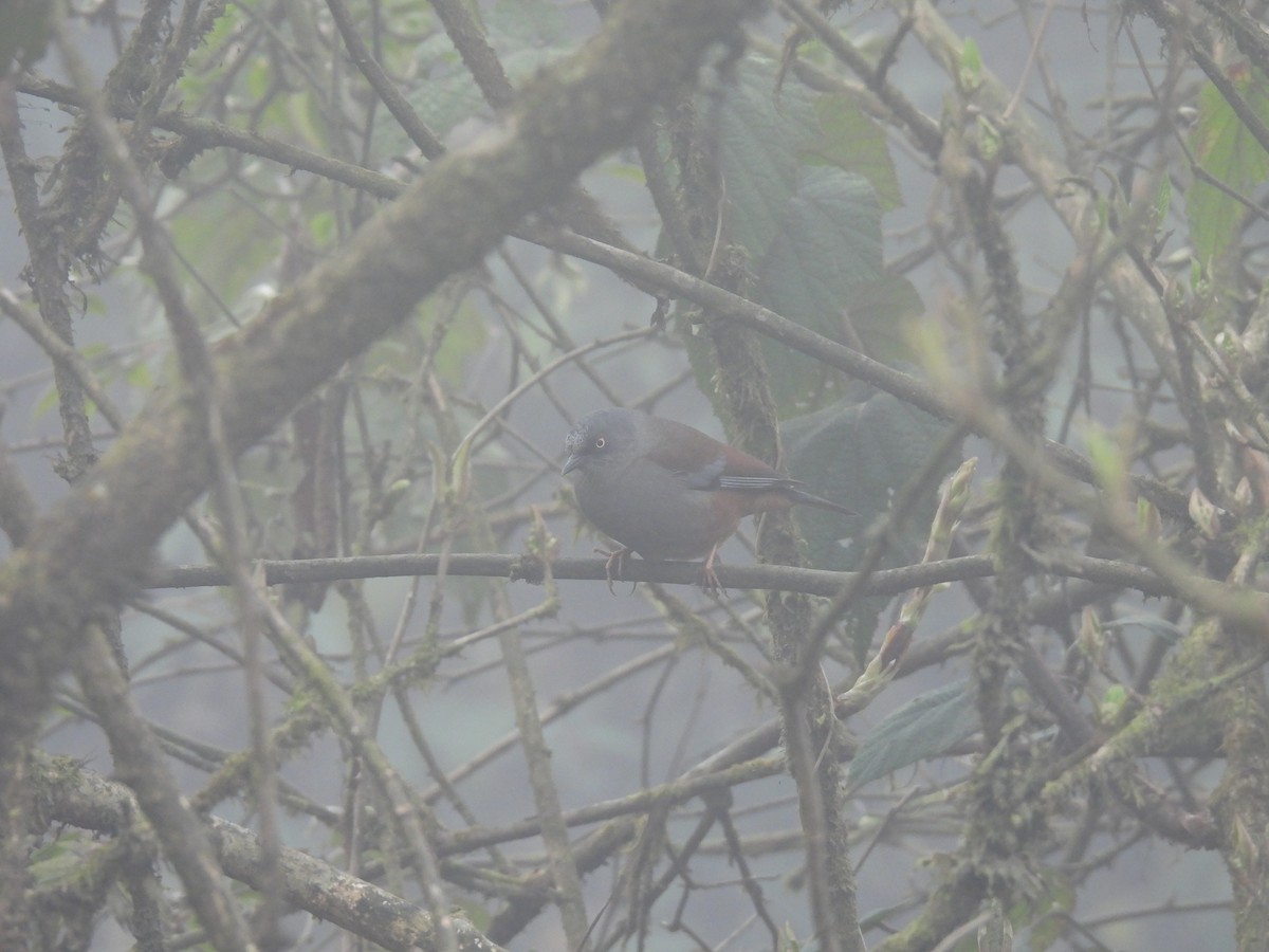 Maroon-backed Accentor - ML545331331