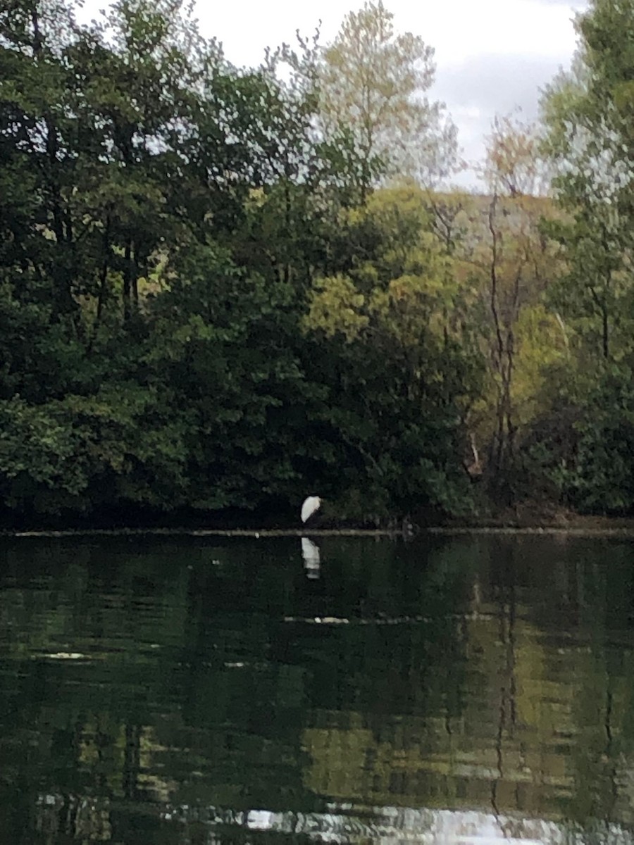 Great Egret - ML545331371